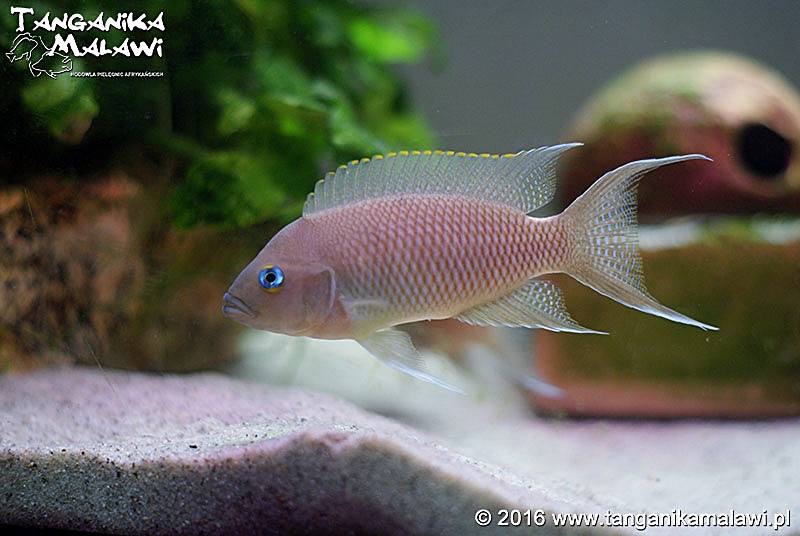 Neolamprologus marunguensis 'Kapampa'